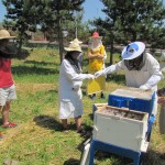 Osádzanie úľov pod odborným dohľadom profesionálneho včelára