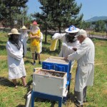 Osádzanie úľov pod odborným dohľadom profesionálneho včelára